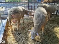 Κριός, Ile-de-France sheep — φωτογραφία 7