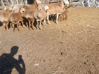 Widder, Arashan sheep — Foto 5