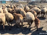 میش, گوسفند — عکس 1