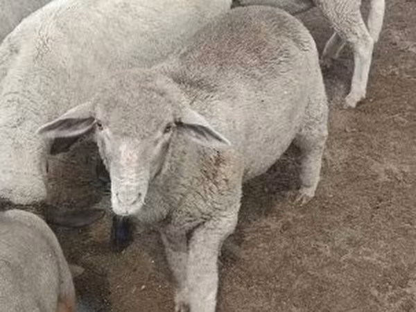 Bagge, Merino sheep