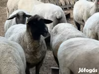Pecora, Tsigai sheep — foto 1