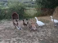 Ducks — акс 2