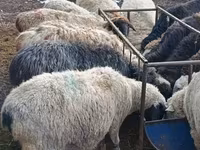 मेढ़ा, Hissar sheep — फ़ोटो 3