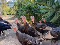 Turkeys — foto 2