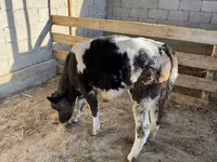 Mucca, Blu Belga — foto 1