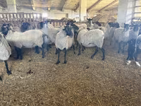 Kambing betina, Romanov sheep — foto 2