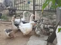 Geese — foto 3