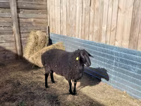 قوچ, Hissar sheep — عکس 3