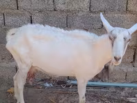 Koza, Saanen goat — foto 4