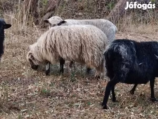 Widder, Racka sheep