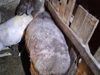 ცხვარი, Adal sheep — ფოტო 3
