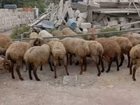 میش, گوسفند — عکس 3