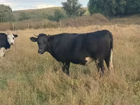 Vaca, Russian Black pied cattle — foto 2