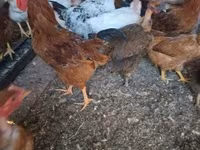 Chickens — foto 2