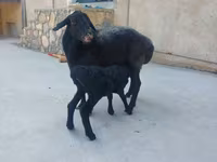 በጎች (ቡድን፣ ጾታ አልተጠቀሰም), Sheep — ፎቶ 5