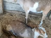 Kambing betina, Nubian Goat — foto 2