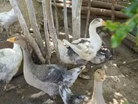 Geese — ảnh 3