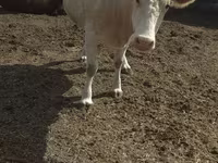 گاو ماده, Swiss cattle — عکس 2