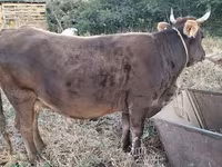 Lembu betina, Cattle — foto 6