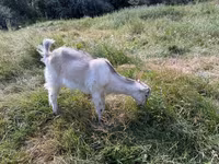 ፍየል, LaMancha goats — ፎቶ 5