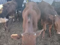 பசு, மாடுகள் — புகைப்படம் 3