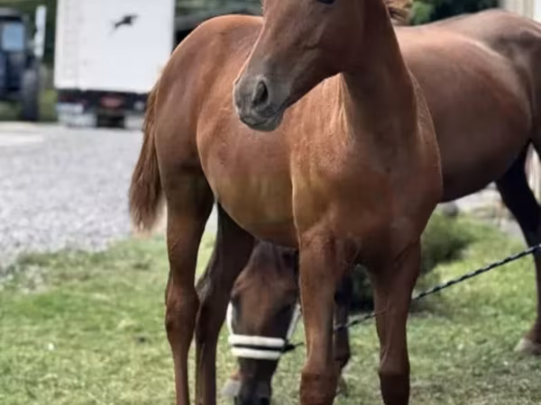 Mare, Anglo-Arabian