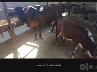 गाय, Simmental cattle — फ़ोटो 1