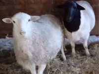 قوچ, Dorper sheep — عکس 2