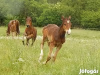 Cheval, Kisber felver — photo 6