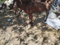 بکری, بکریاں — تصویر 3