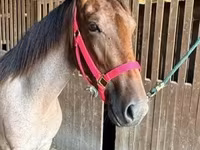 Faras dhaddig, Rocky Mountain Horse — sawirka 3