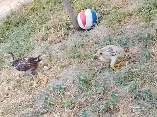 Chickens — Kyrgyzstan