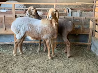 Koyun, Arashan sheep — foto 5