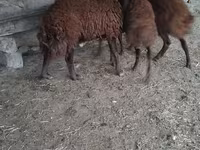 Montone, Pecore — foto 2