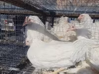 Chickens — ფოტო 2