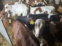 Dibi, Simmental cattle — sawirka 3