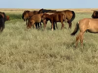 Pastuv, Kazakh horse — fotografija 4