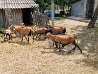 قوچ, Cameroon sheep — عکس 2