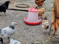 Chickens — ảnh 6
