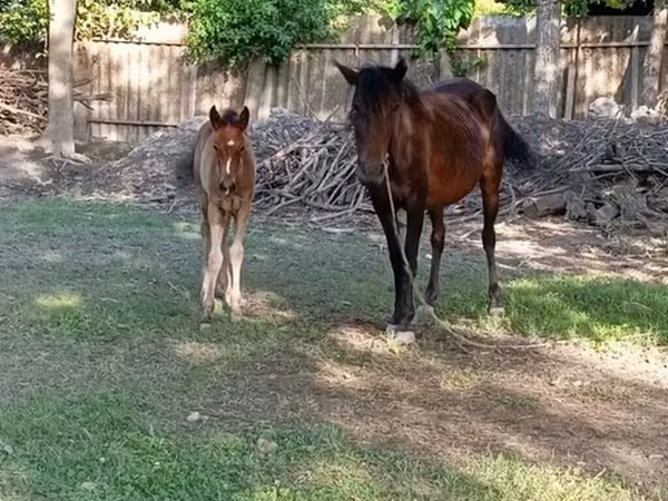 Mare, Horses — Azerbaijan