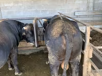 วัวตัวผู้, Swiss cattle — รูปภาพ 6