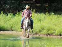 اسب نر, Appaloosa — عکس 8
