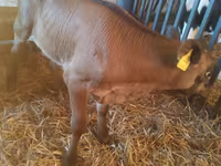 Toro, Simmental cattle — foto 8
