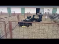 میش, Racka sheep — عکس 5
