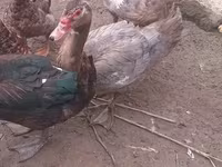 Ducks — foto 1