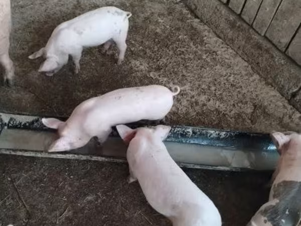 Porci (lot, sex nespecificat), Крупная белая