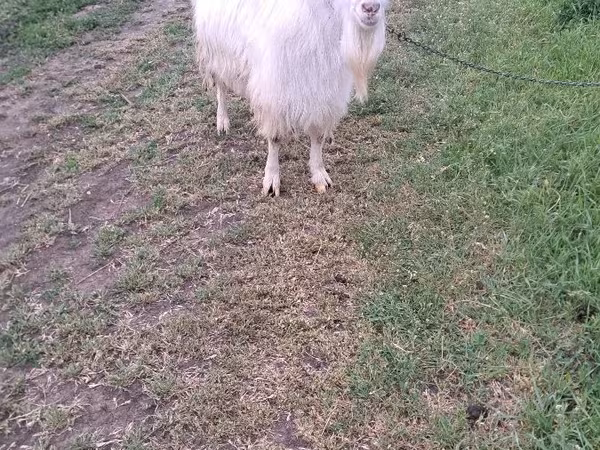 Billy Goat, Goats