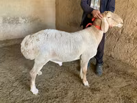Kambing jantan, Arashan sheep — foto 3