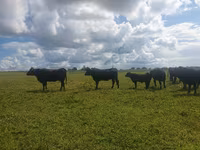 Vacă, Aberdeen-Angus — foto 2