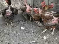 Chickens — zdjęcie 1